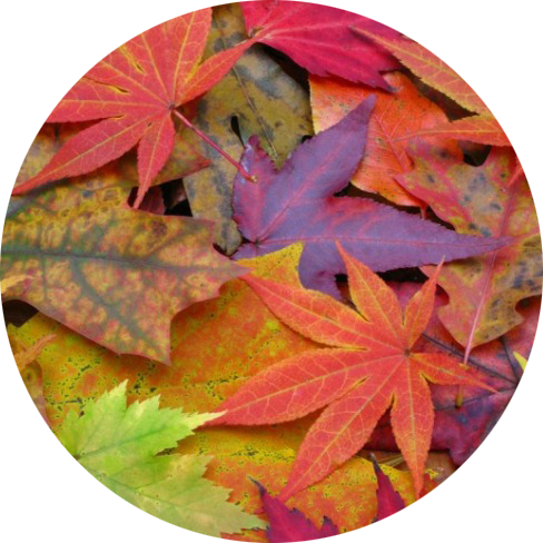 Talleres de MINDFULNESS para nios